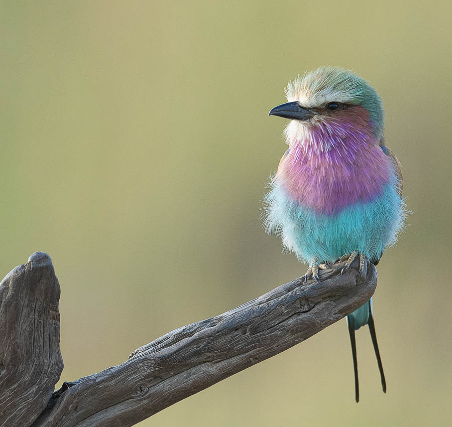 Bird Watching Masai Mara